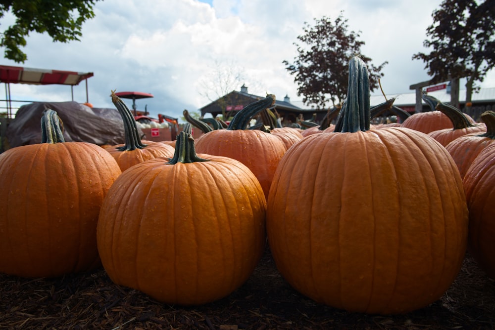 Un grupo de calabazas