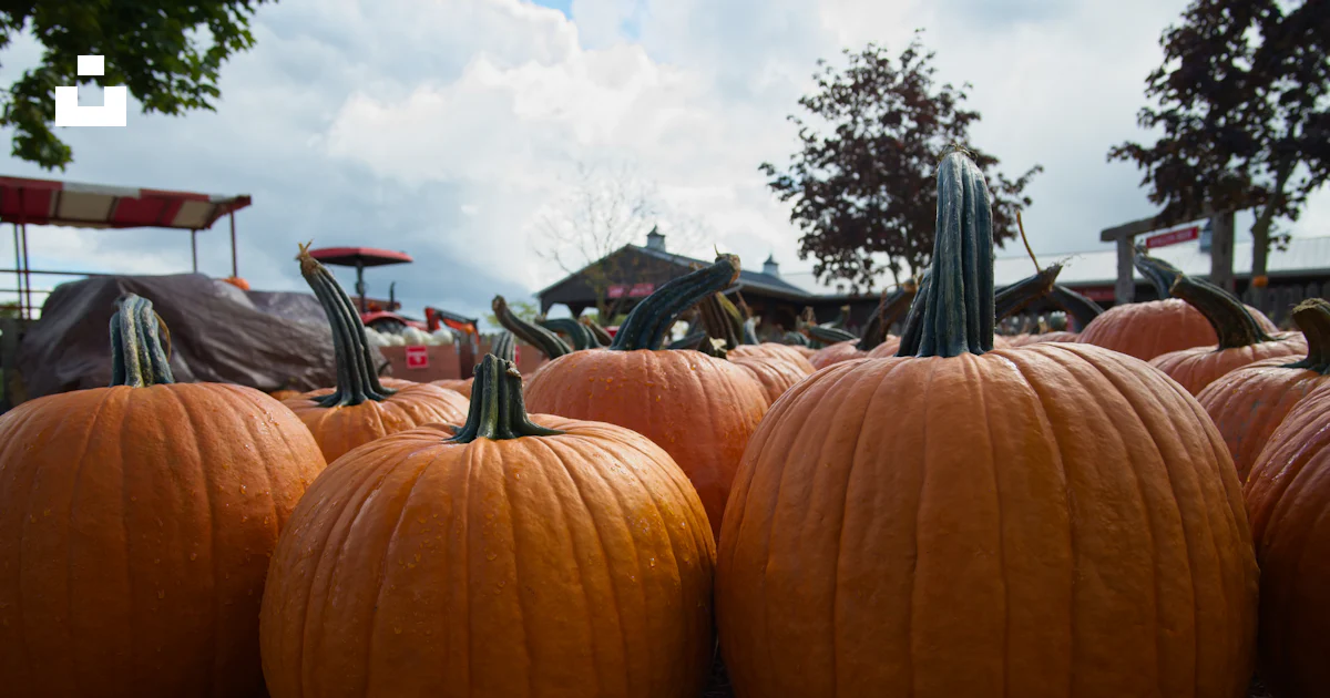 Spring Ridge Farm Fall A group of pumpkins photo โ Free Springridge farm Image on Unsplash