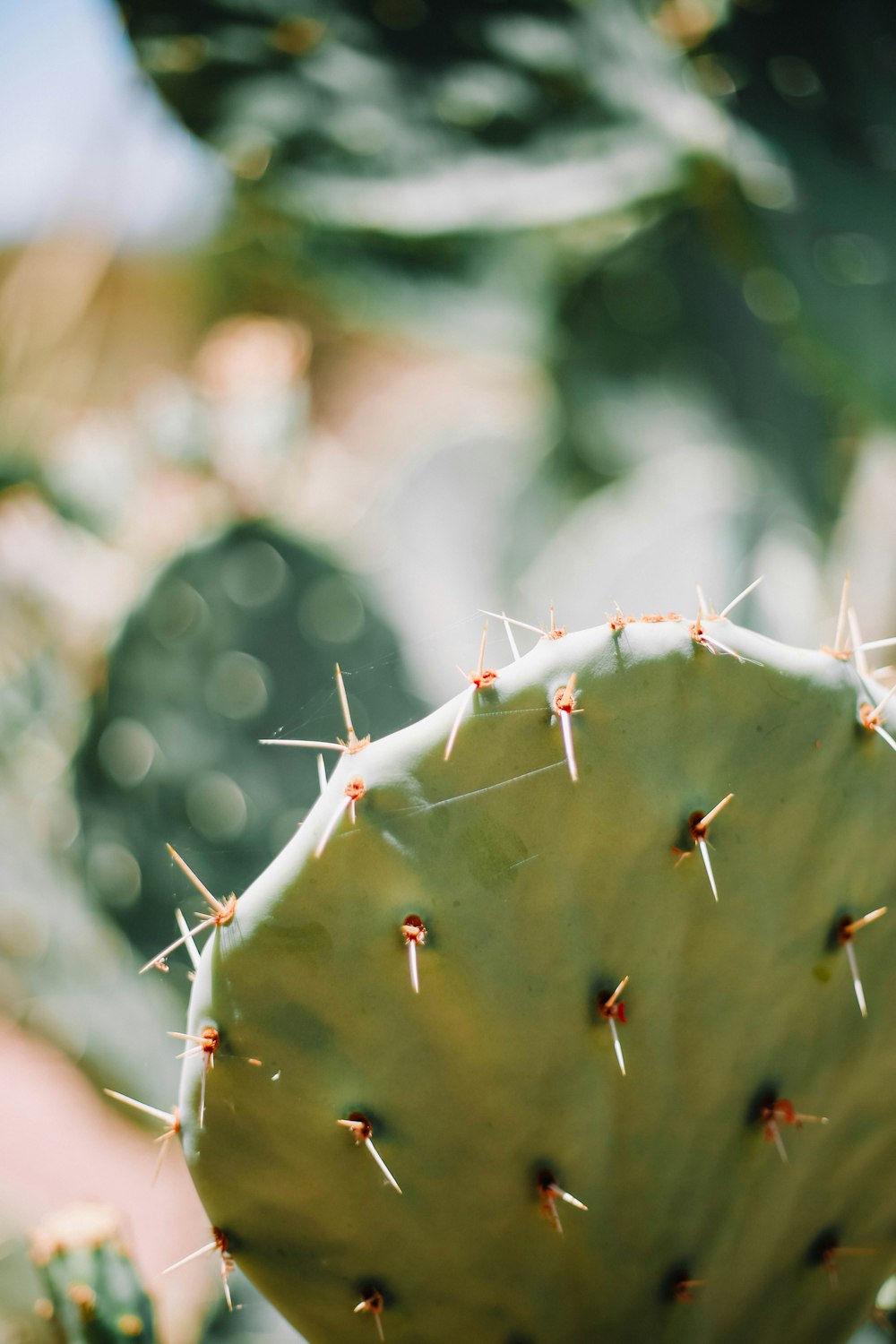 a close up of a plant