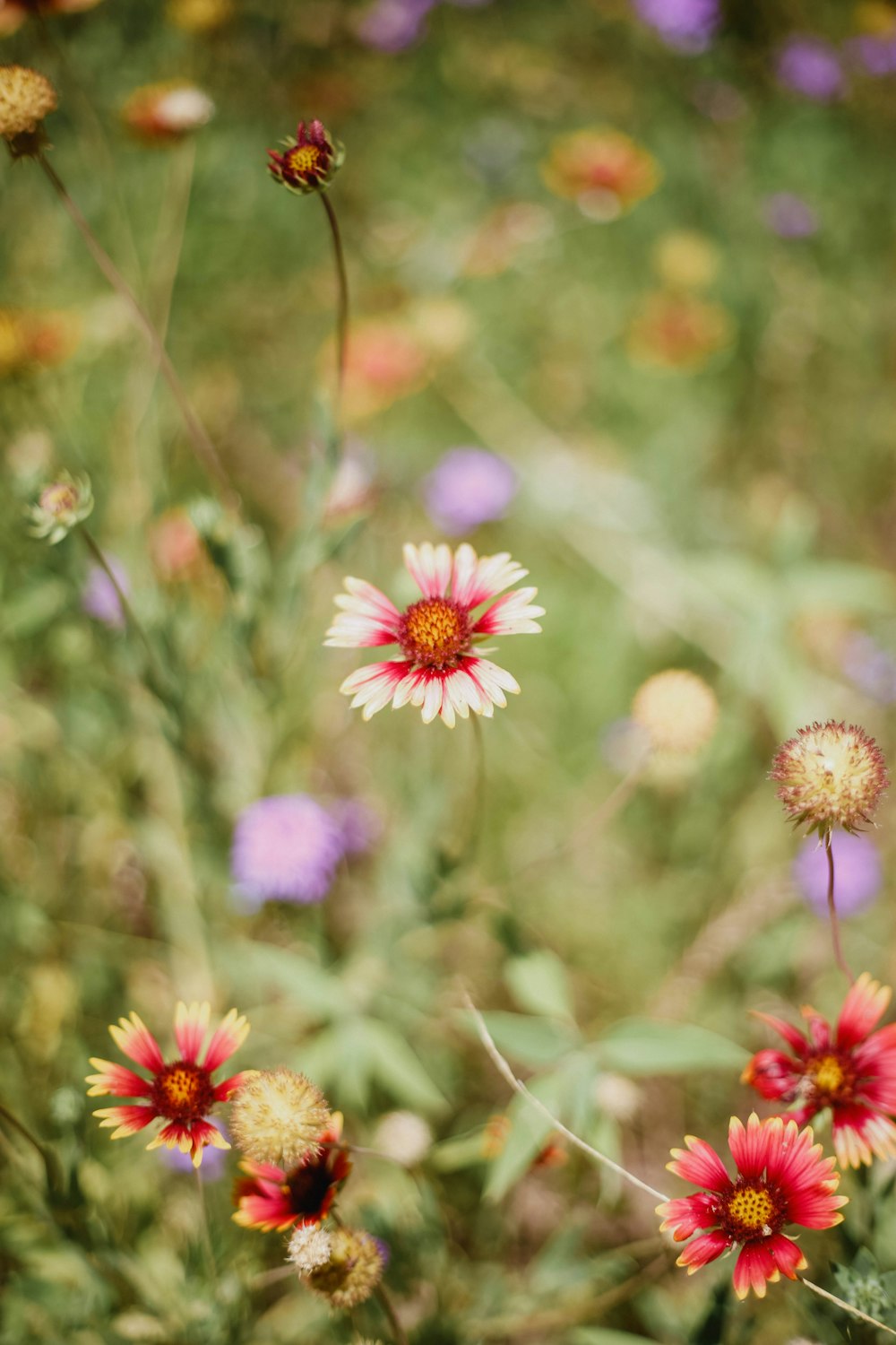 a close up of some flowers