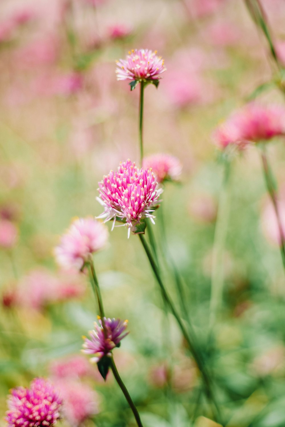 a close up of a flower