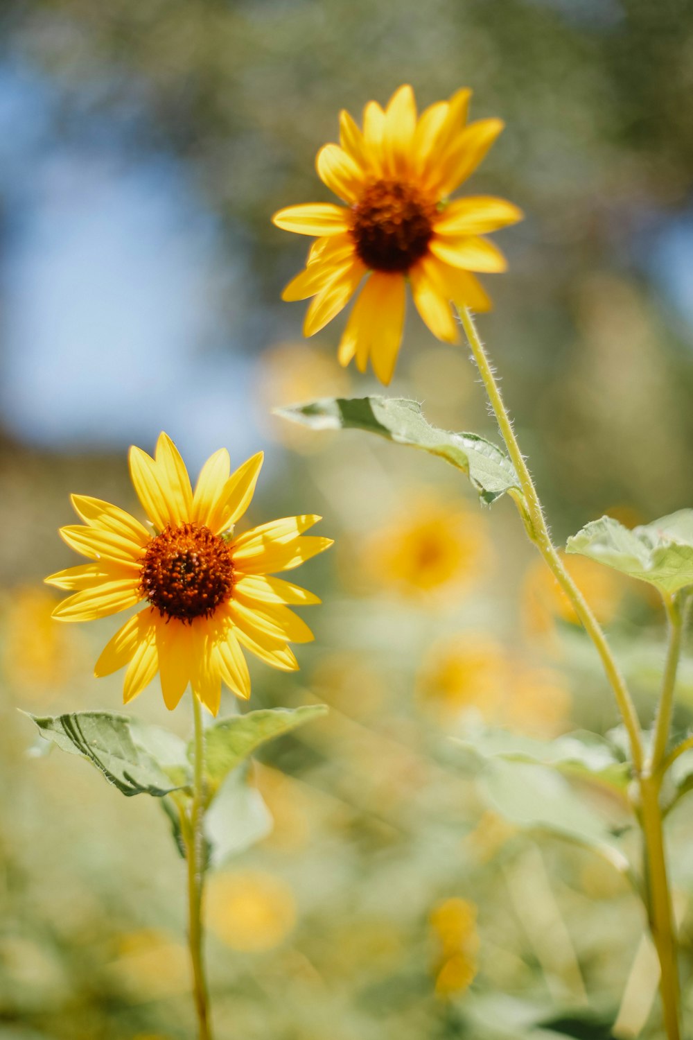 a close-up of a yellow flower