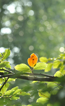 a yellow flower on a branch