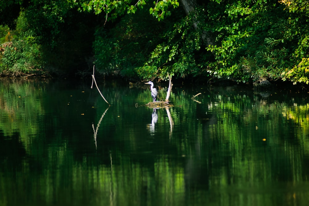 a bird standing on a rock in a body of water