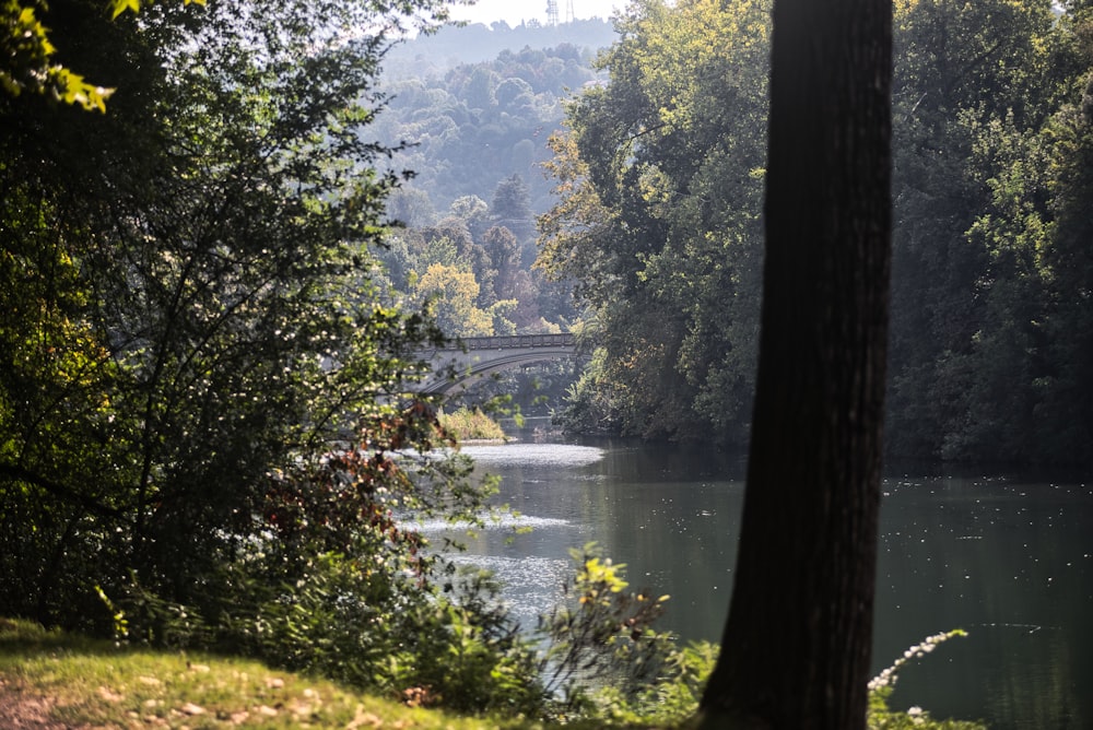 a river with trees and a bridge