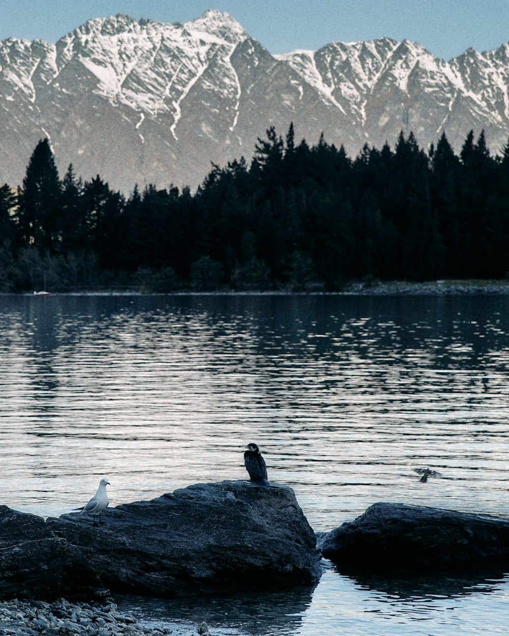 a bird on a rock in front of a lake and snowy mountains