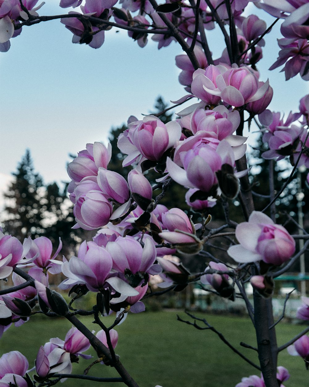 a tree with pink flowers