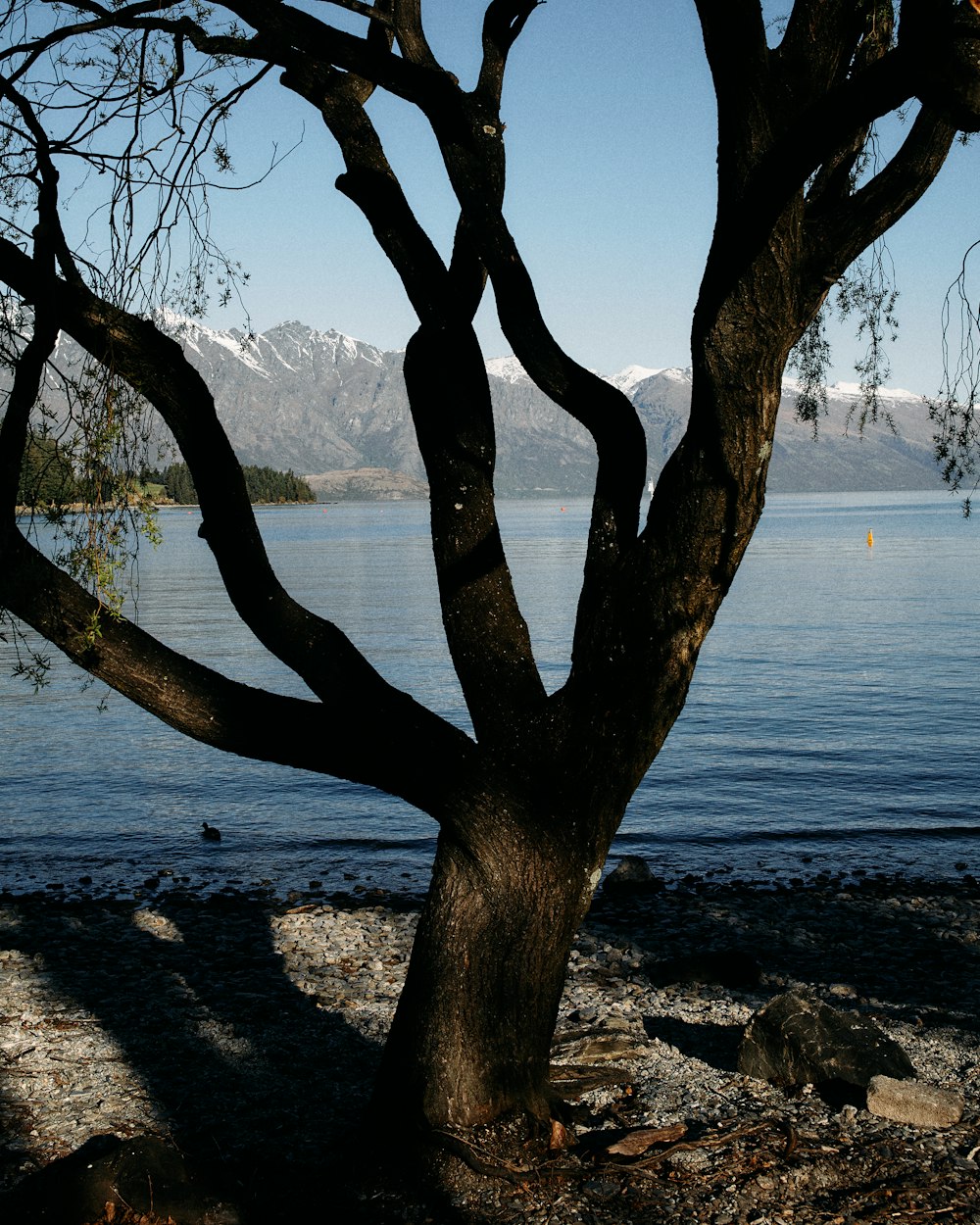 a tree next to a body of water