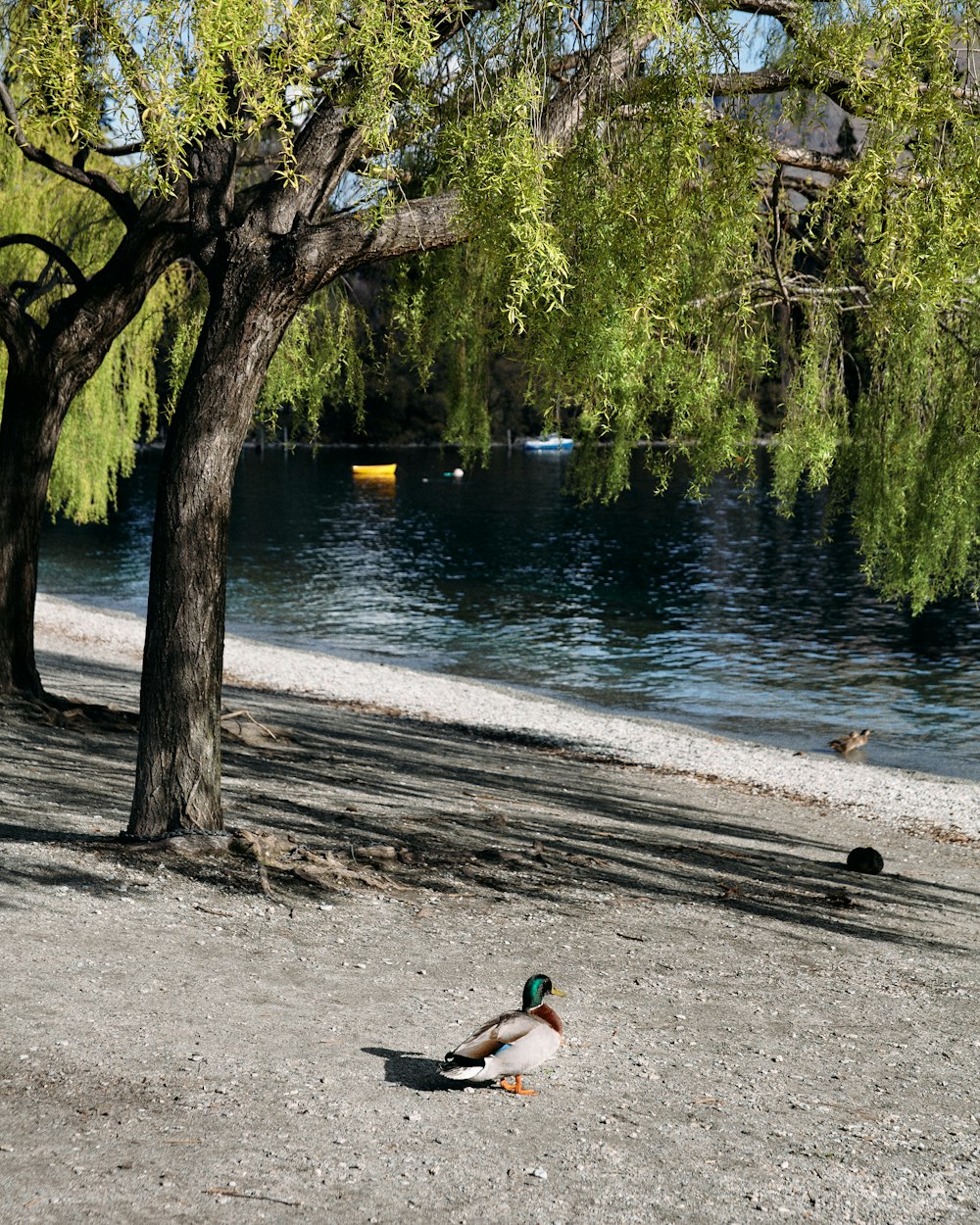 a duck sitting on the ground by a river