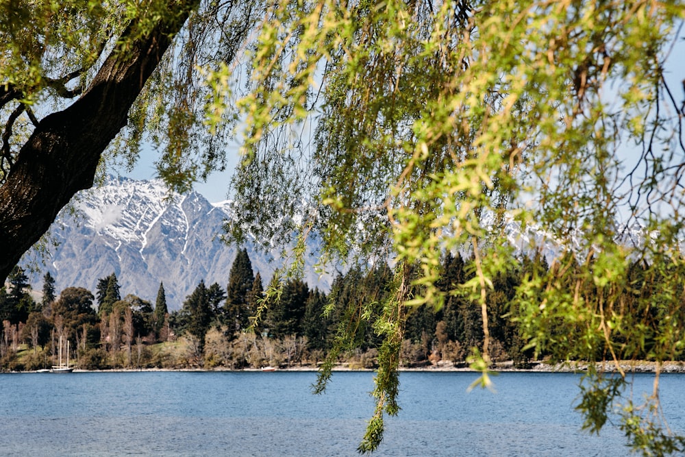 a lake with trees and a mountain in the background