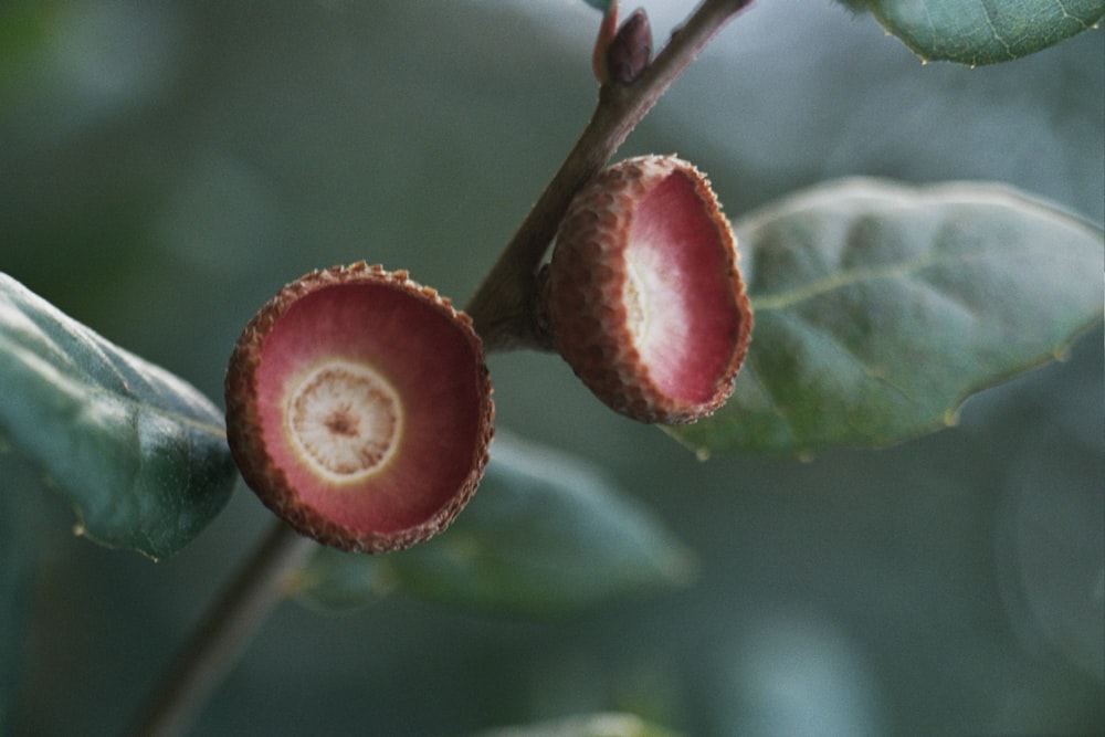 a close up of a flower