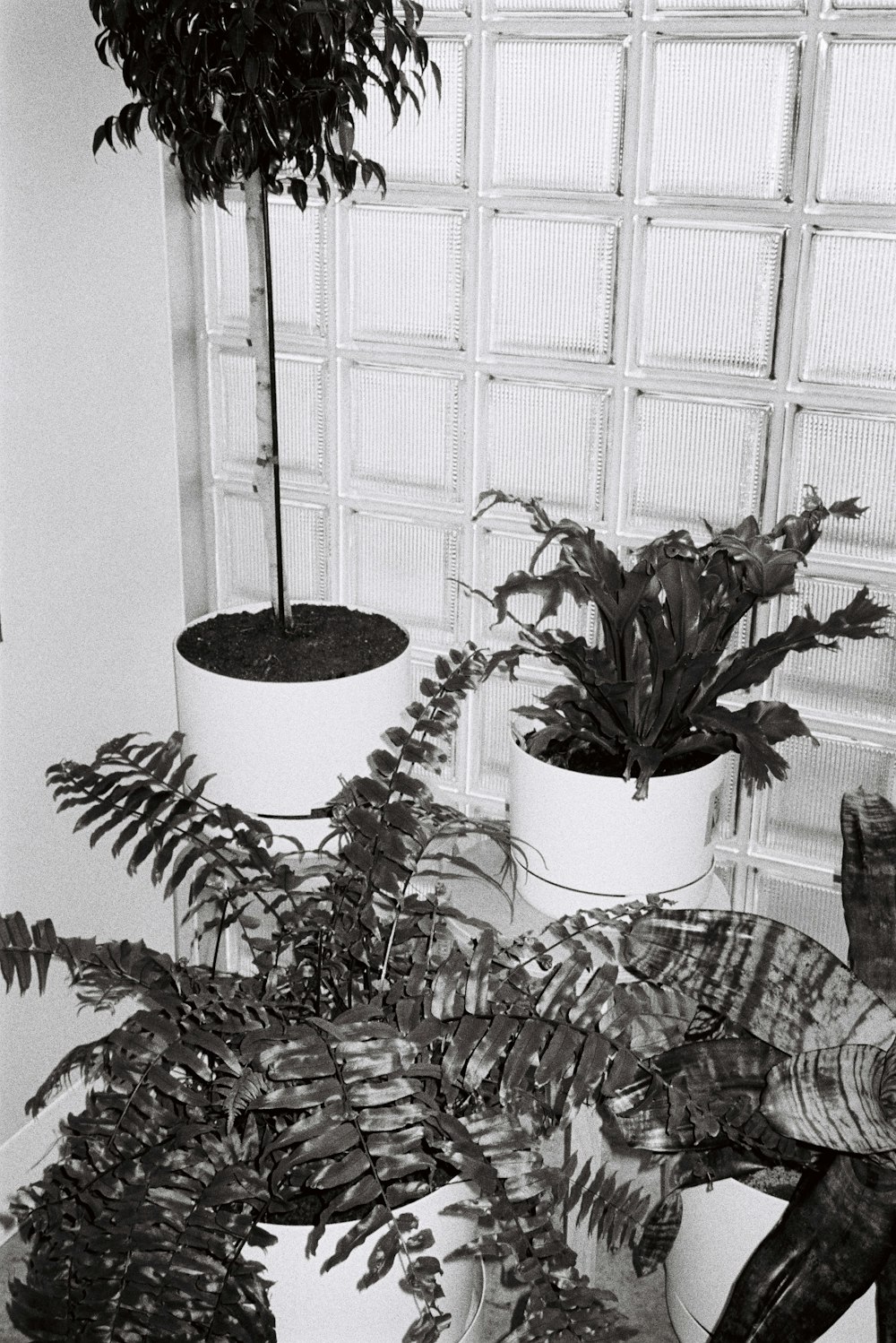 a couple of potted plants in front of a window