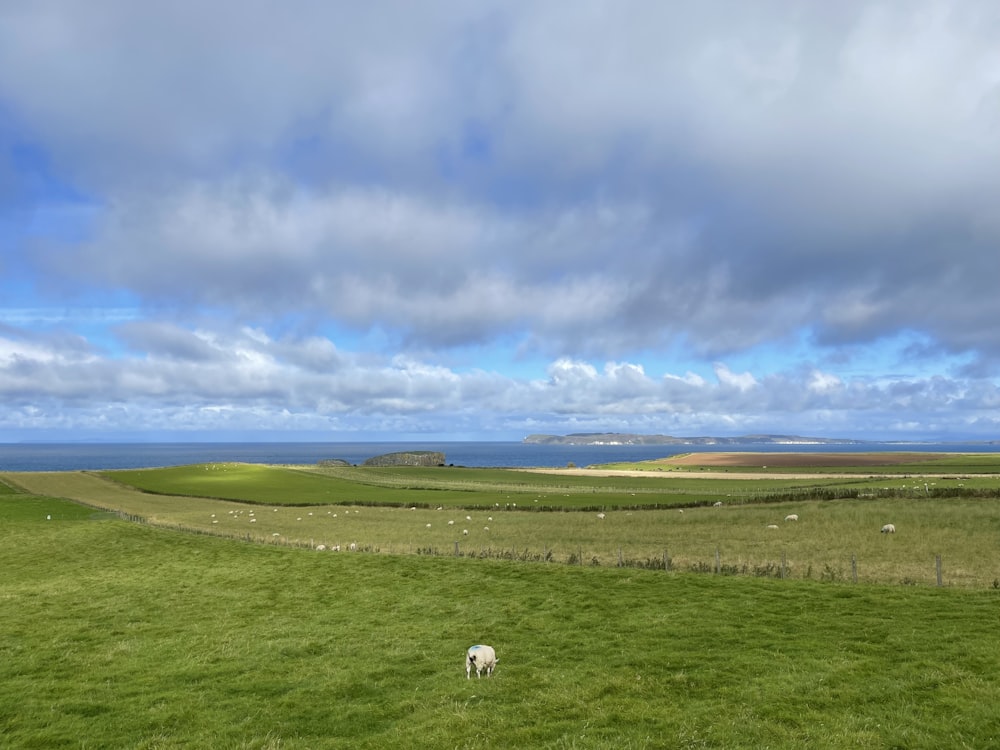 sheep grazing in a field