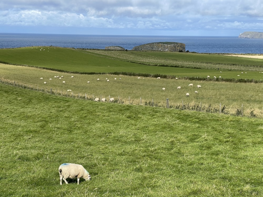 moutons paissant dans un champ