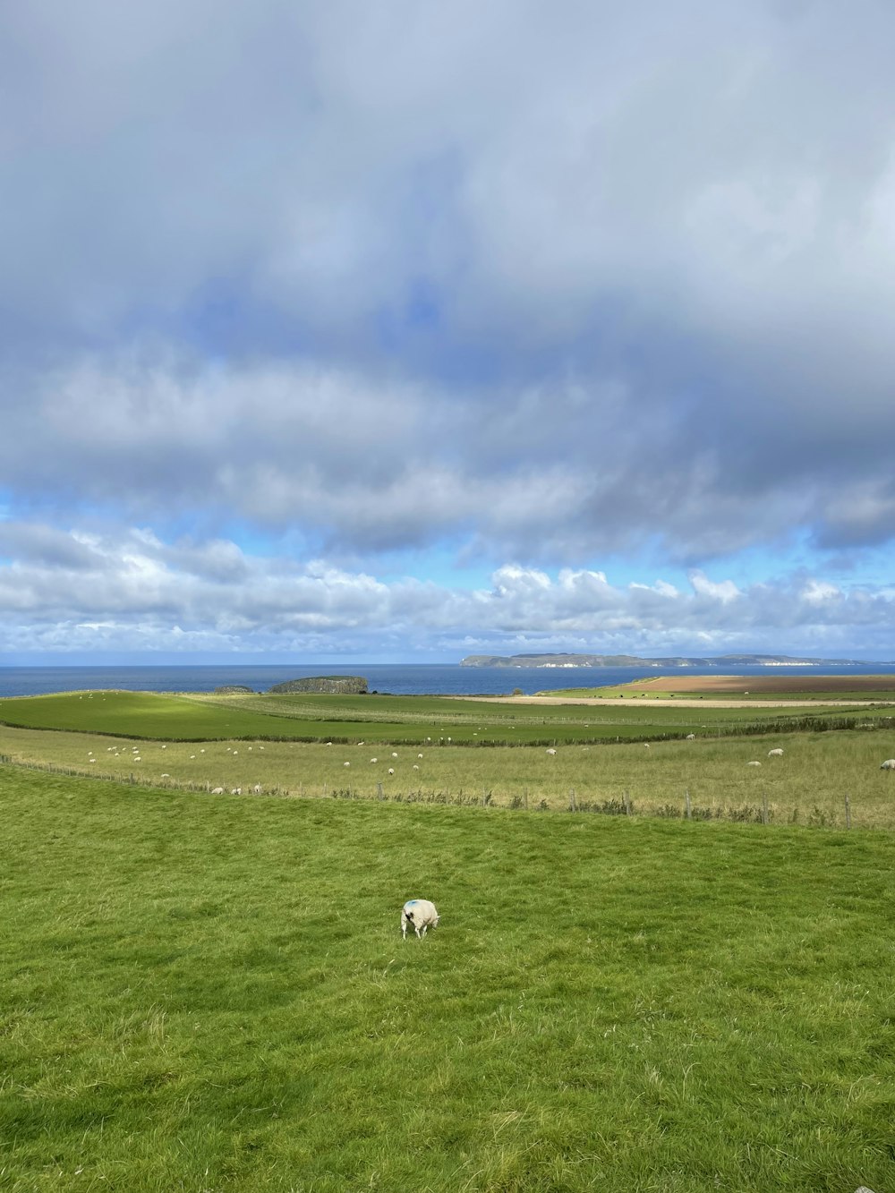 a sheep in a field