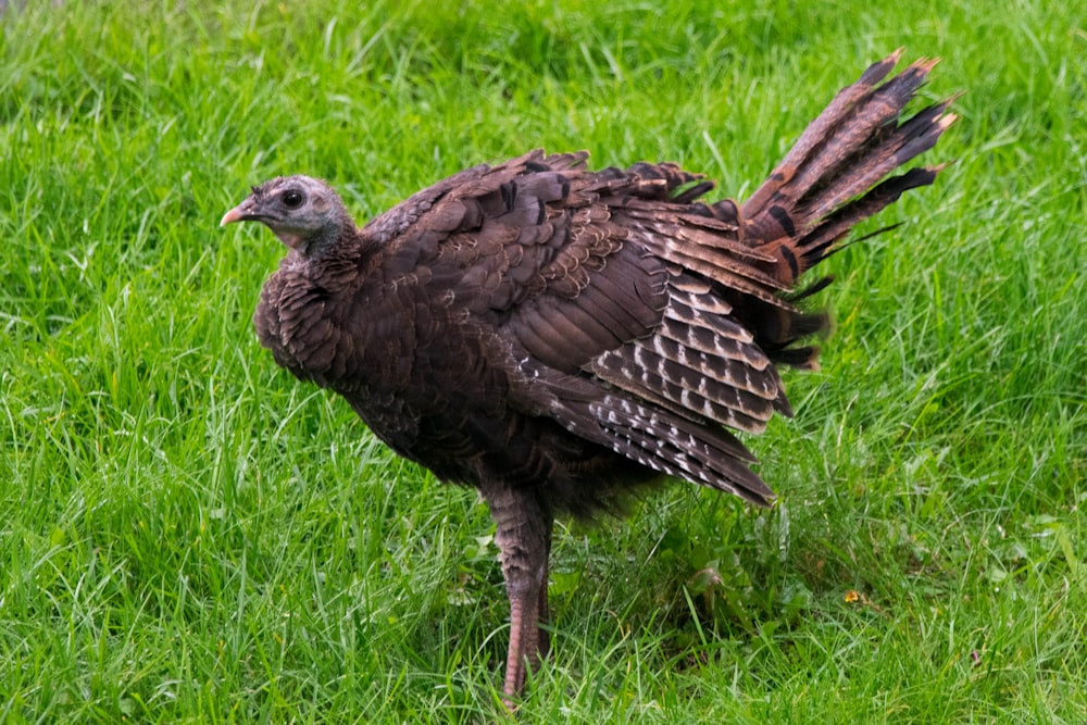 a bird standing in the grass