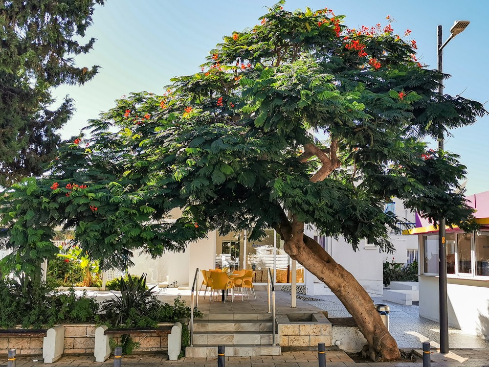 a tree with orange flowers