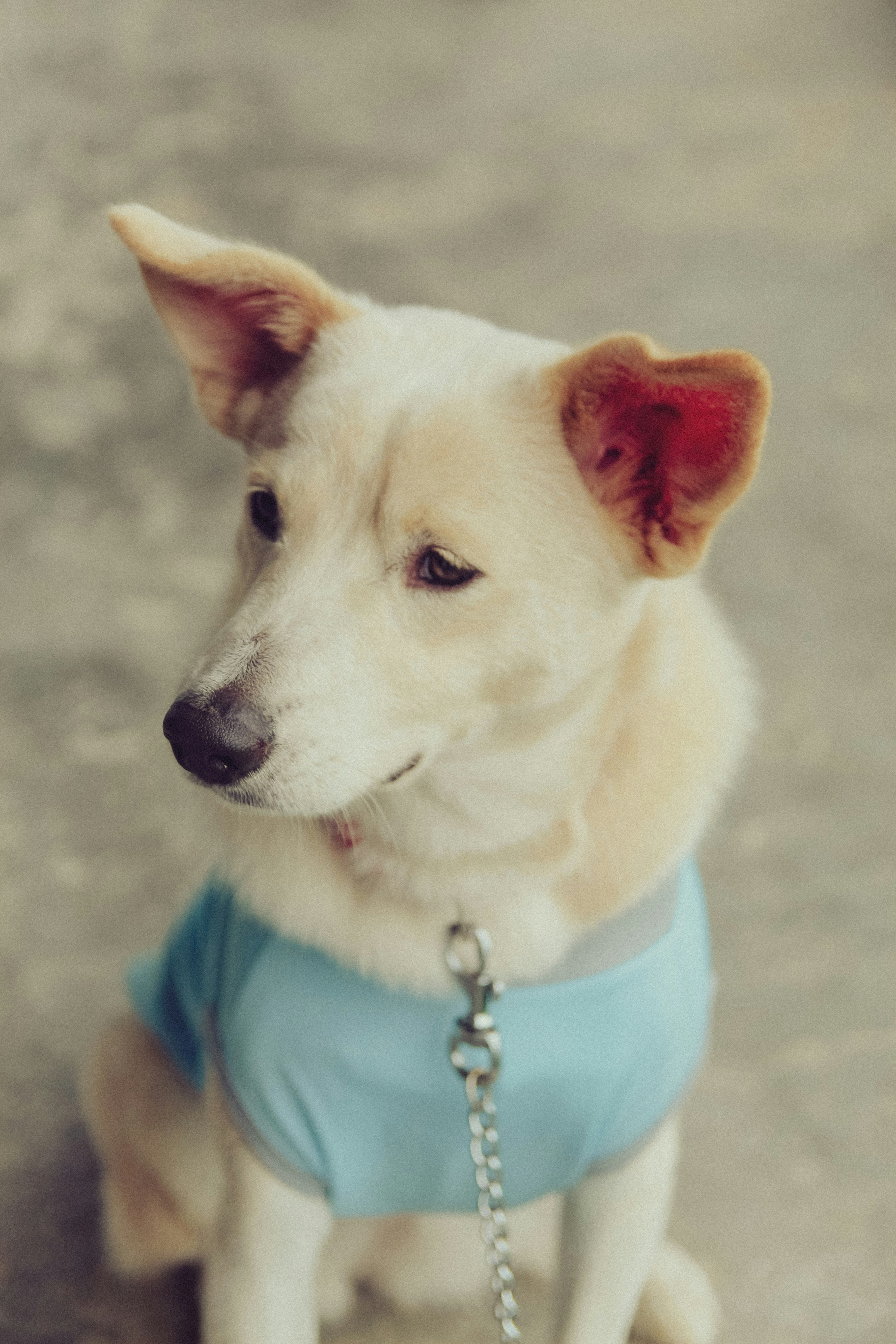 a dog wearing a blue shirt