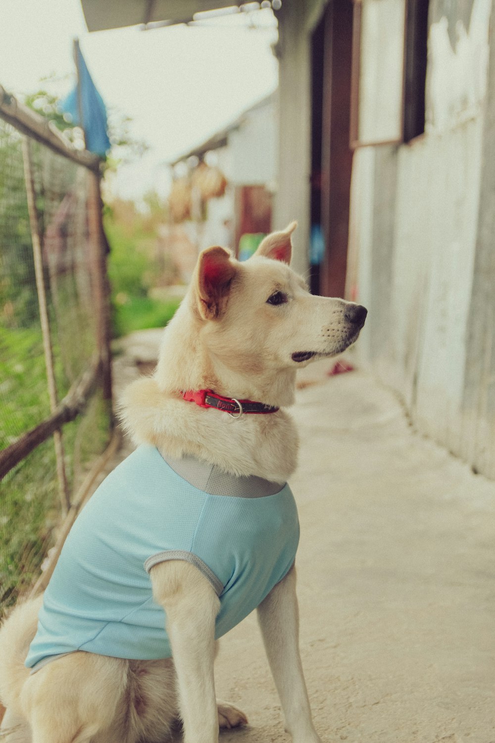 a dog wearing a blue shirt
