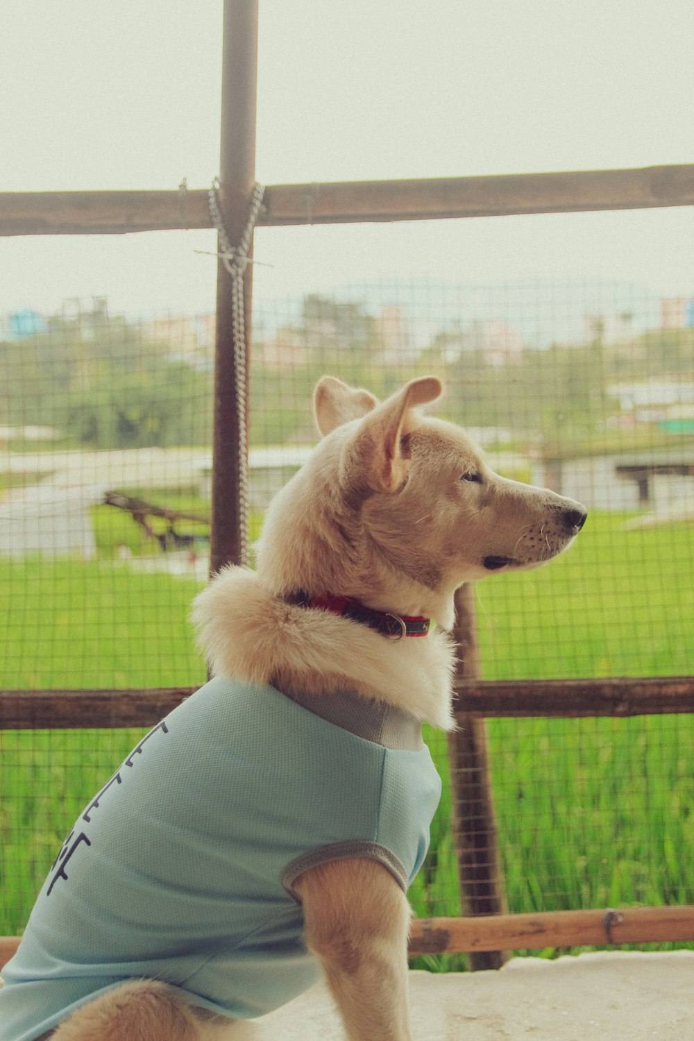 a person holding a dog