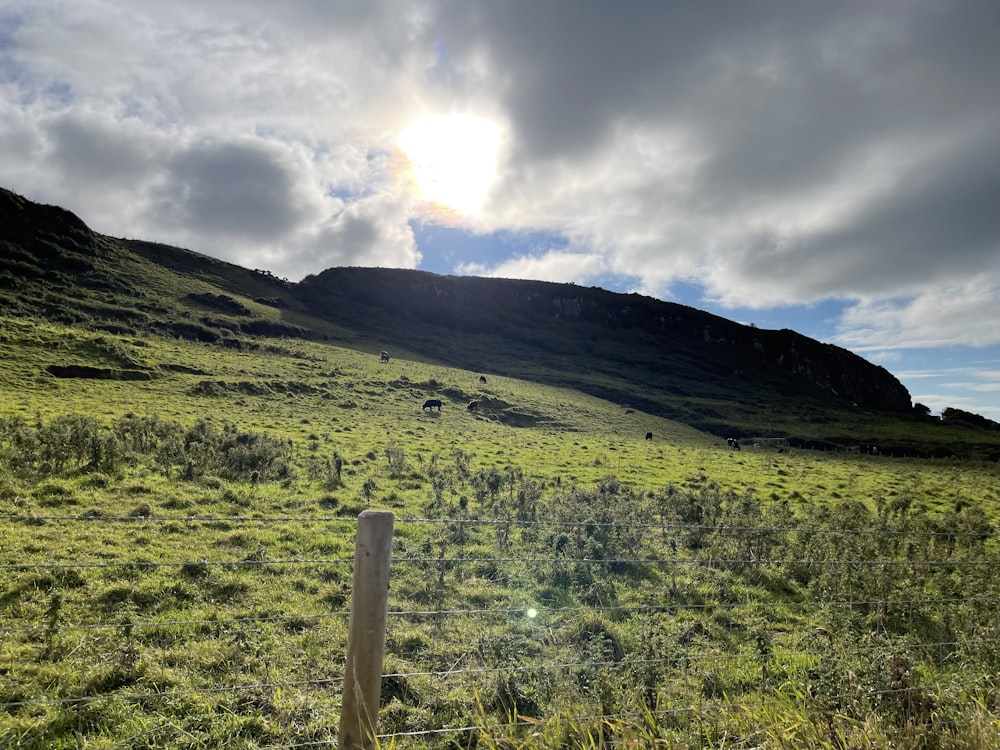 a grassy hill with a fence