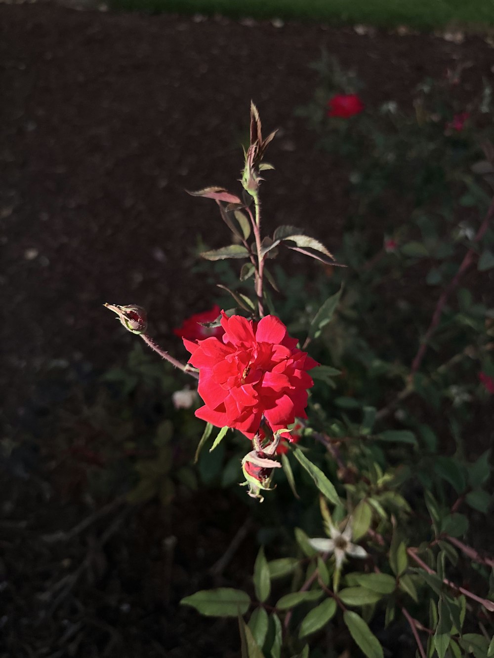 eine rote Blume mit grünen Blättern