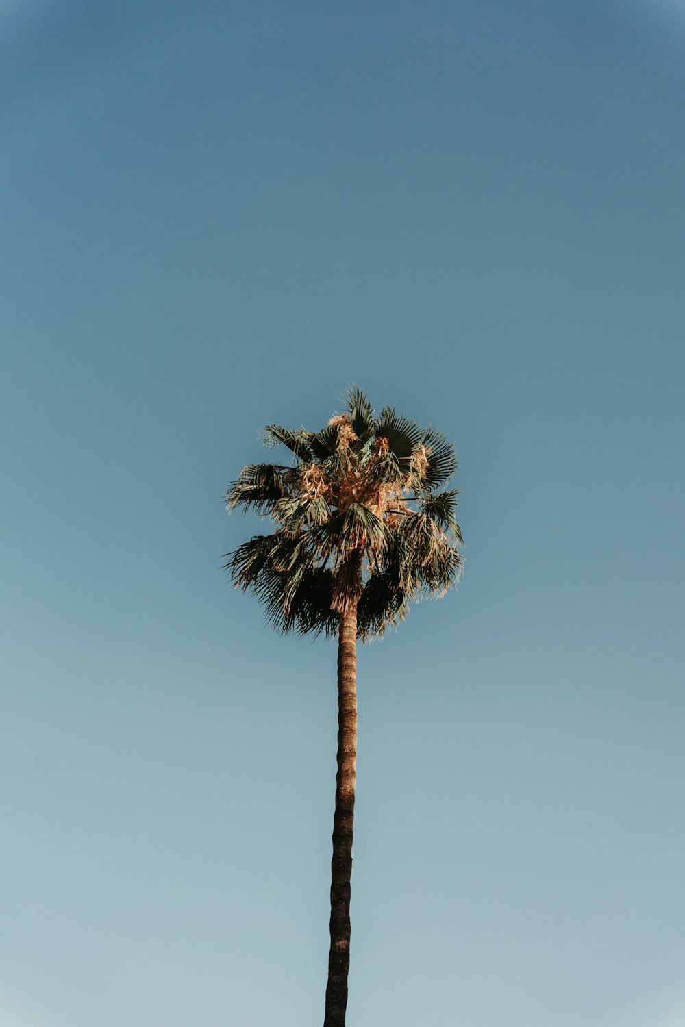 a palm tree against a blue sky