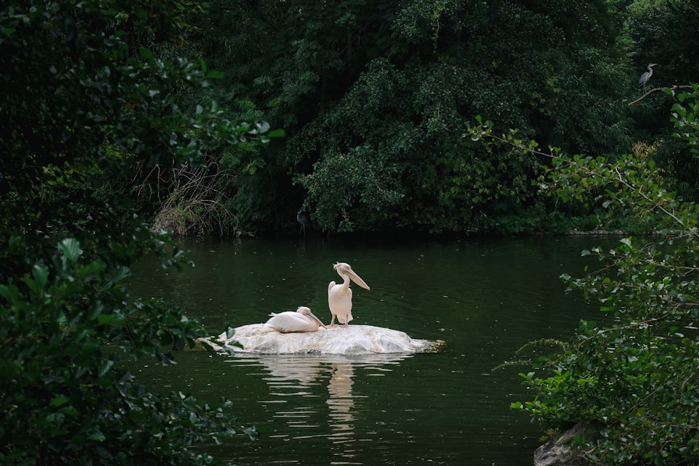 a couple of swans in a pond