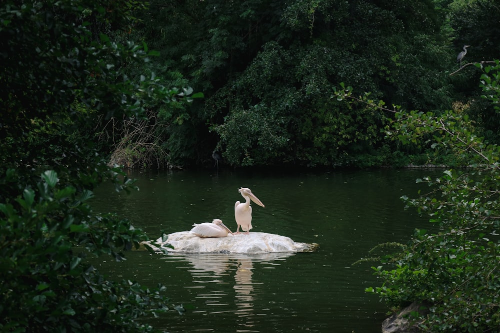Un par de cisnes en un estanque