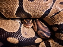 a snake with its mouth open