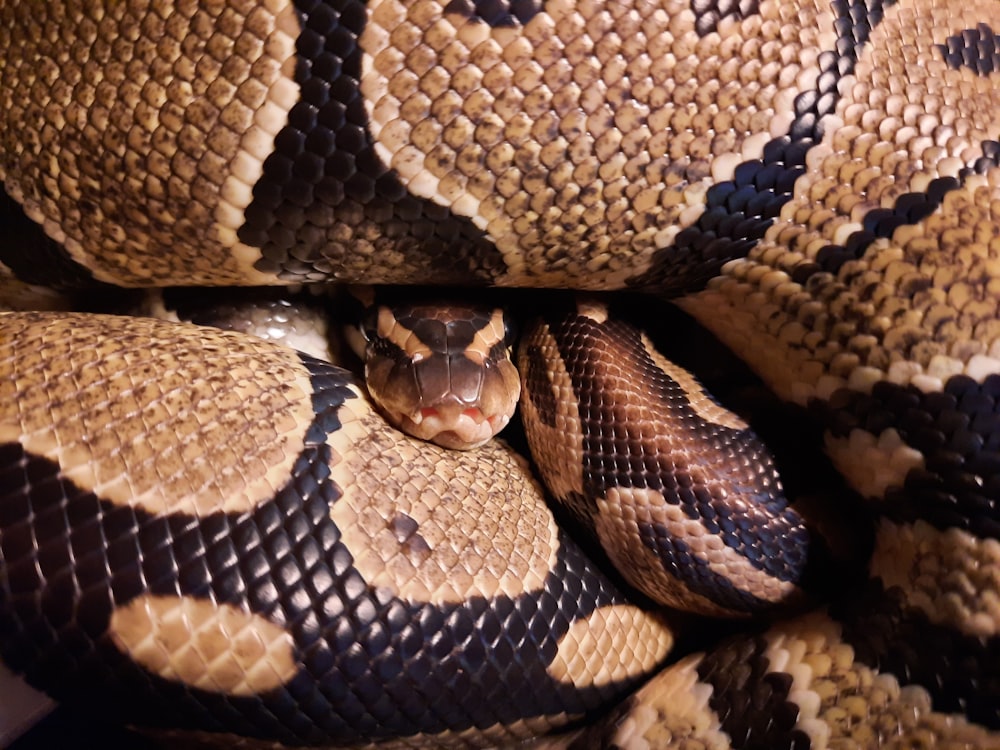 a snake with its mouth open