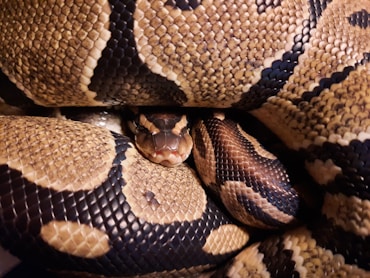 a snake with its mouth open