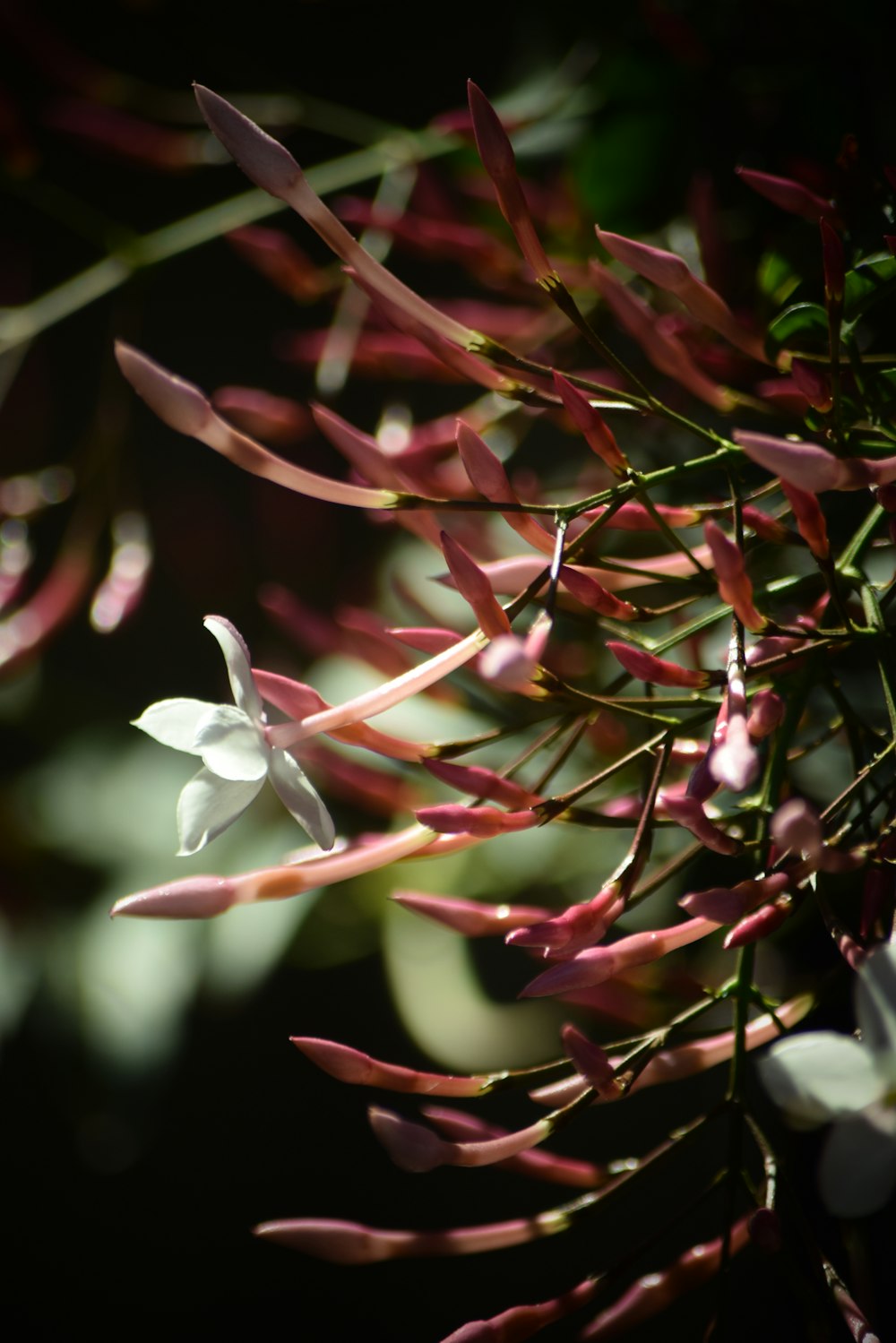 close up of a plant