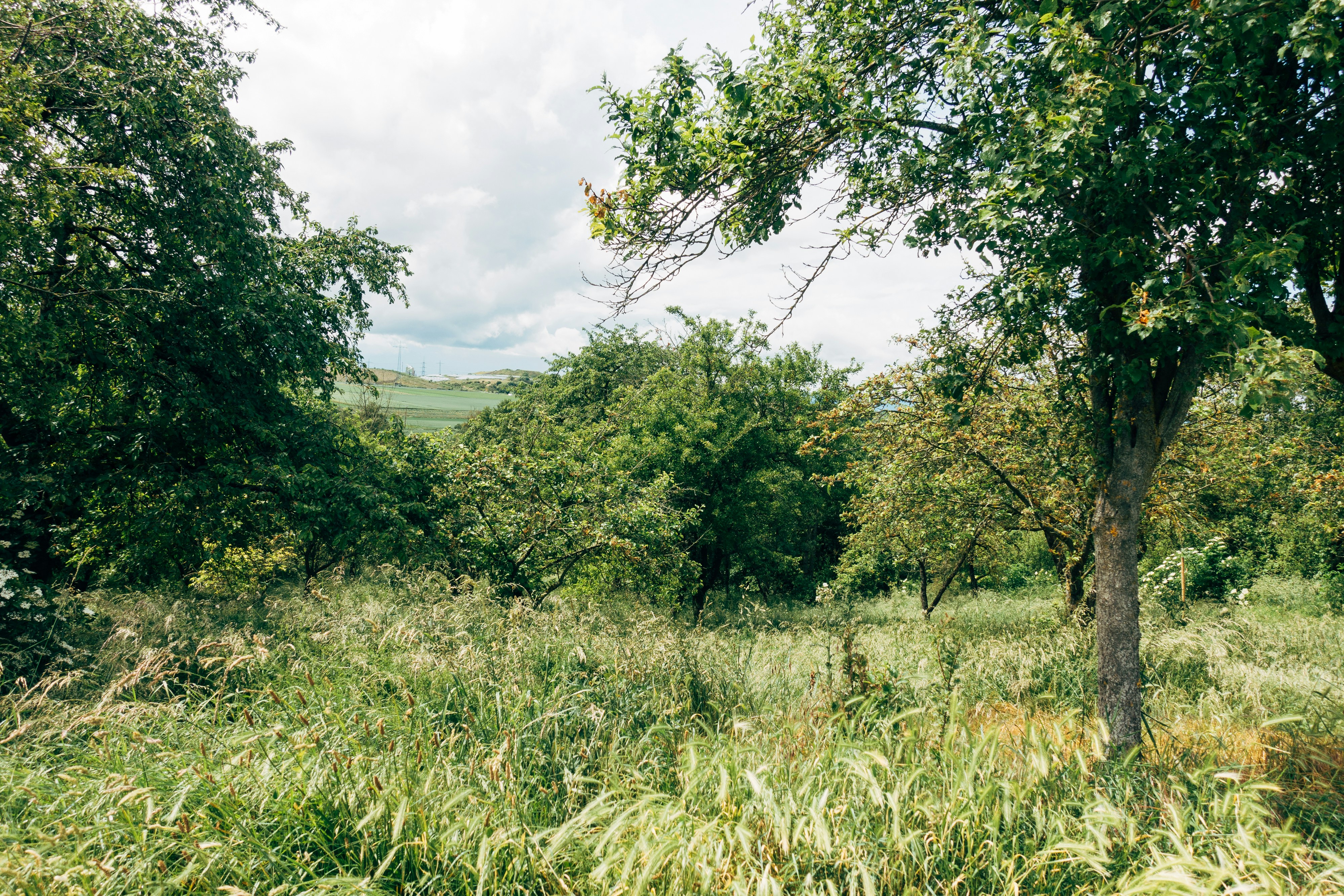 a grassy area with trees