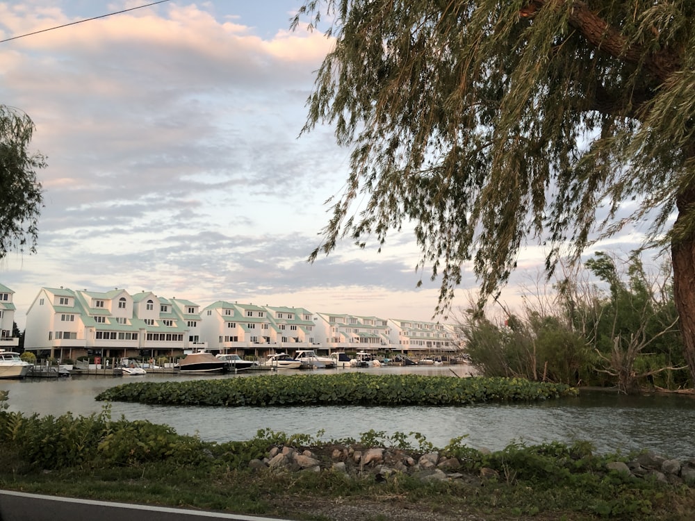 a river with a tree and buildings in the background