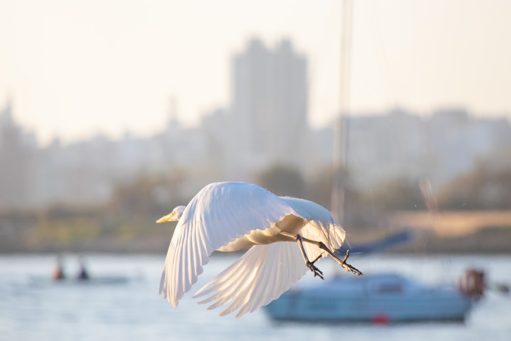 a bird flying over water