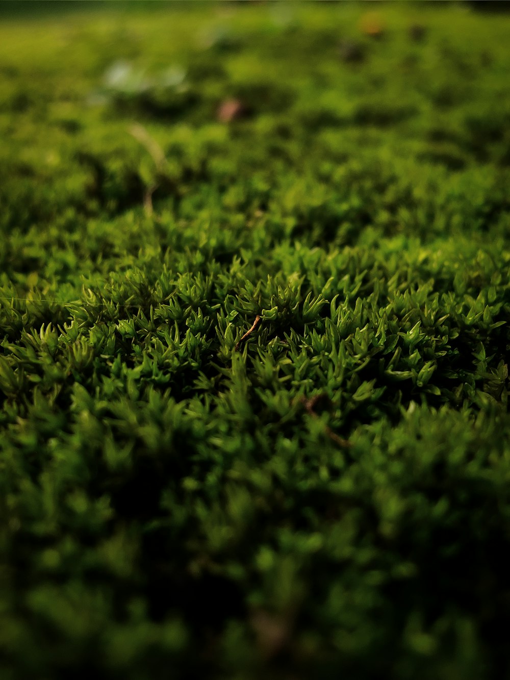 a close up of some grass