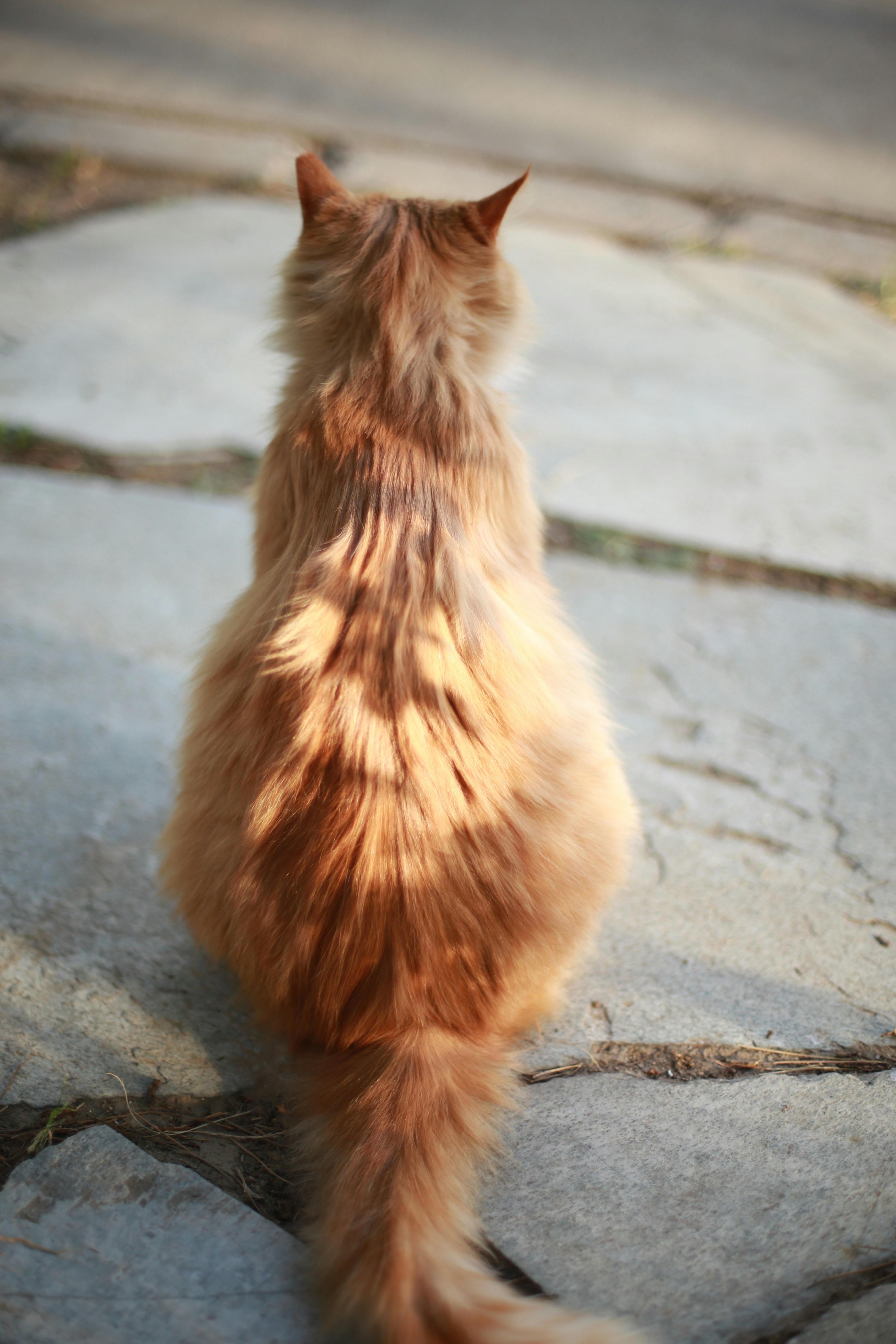 Low Tail: Caution or Uncertainty (image credits: unsplash)