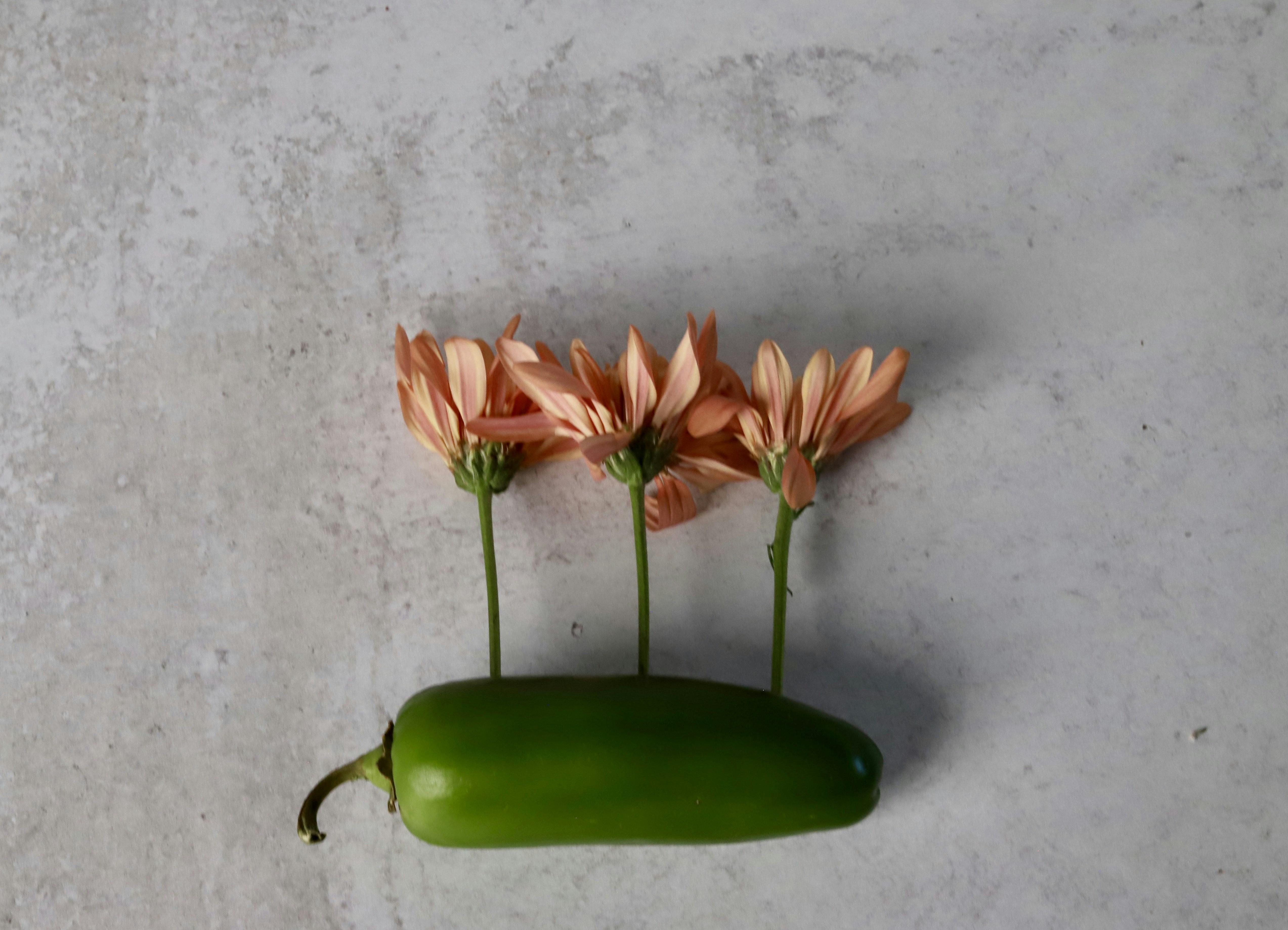 a group of flowers in a pot
