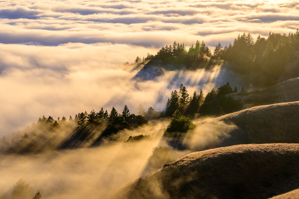 a foggy valley with trees