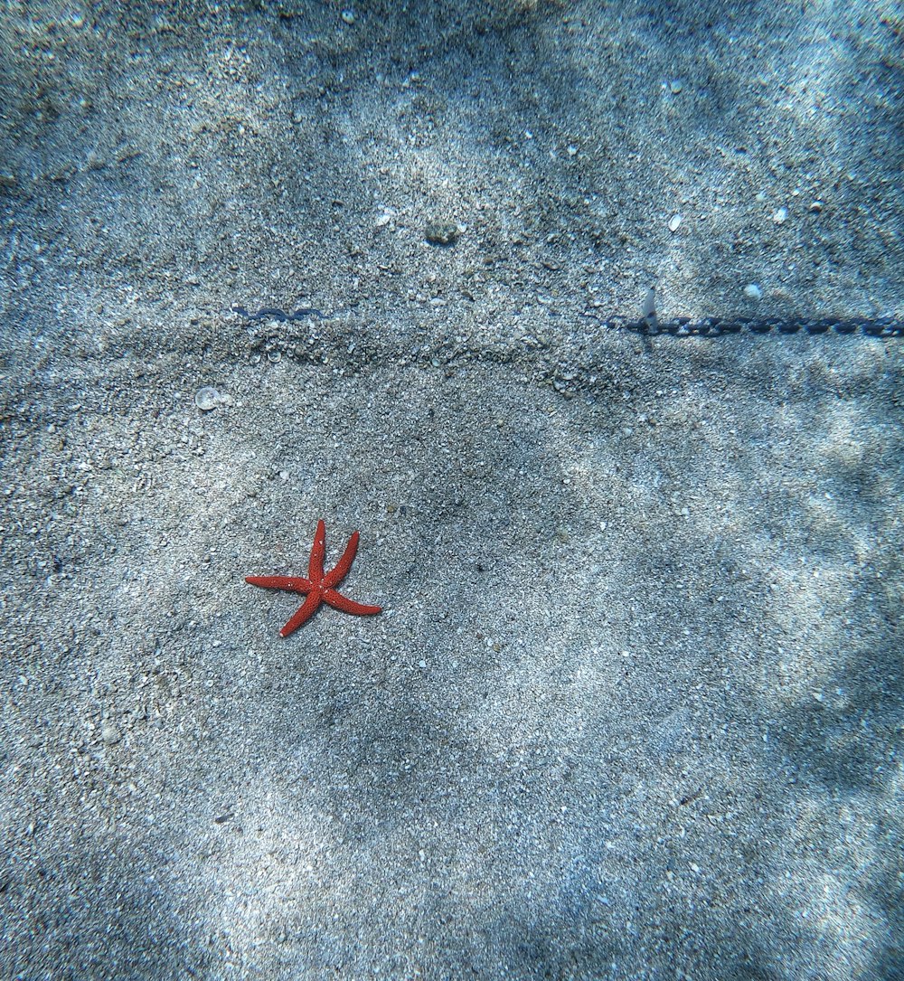 a red spider on a grey surface