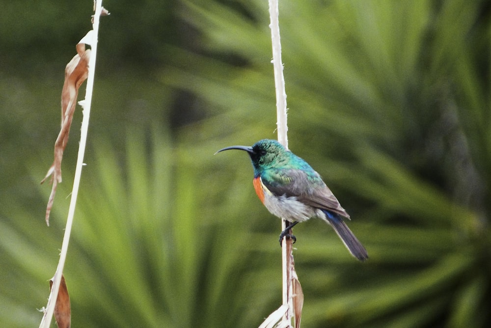 a bird on a branch