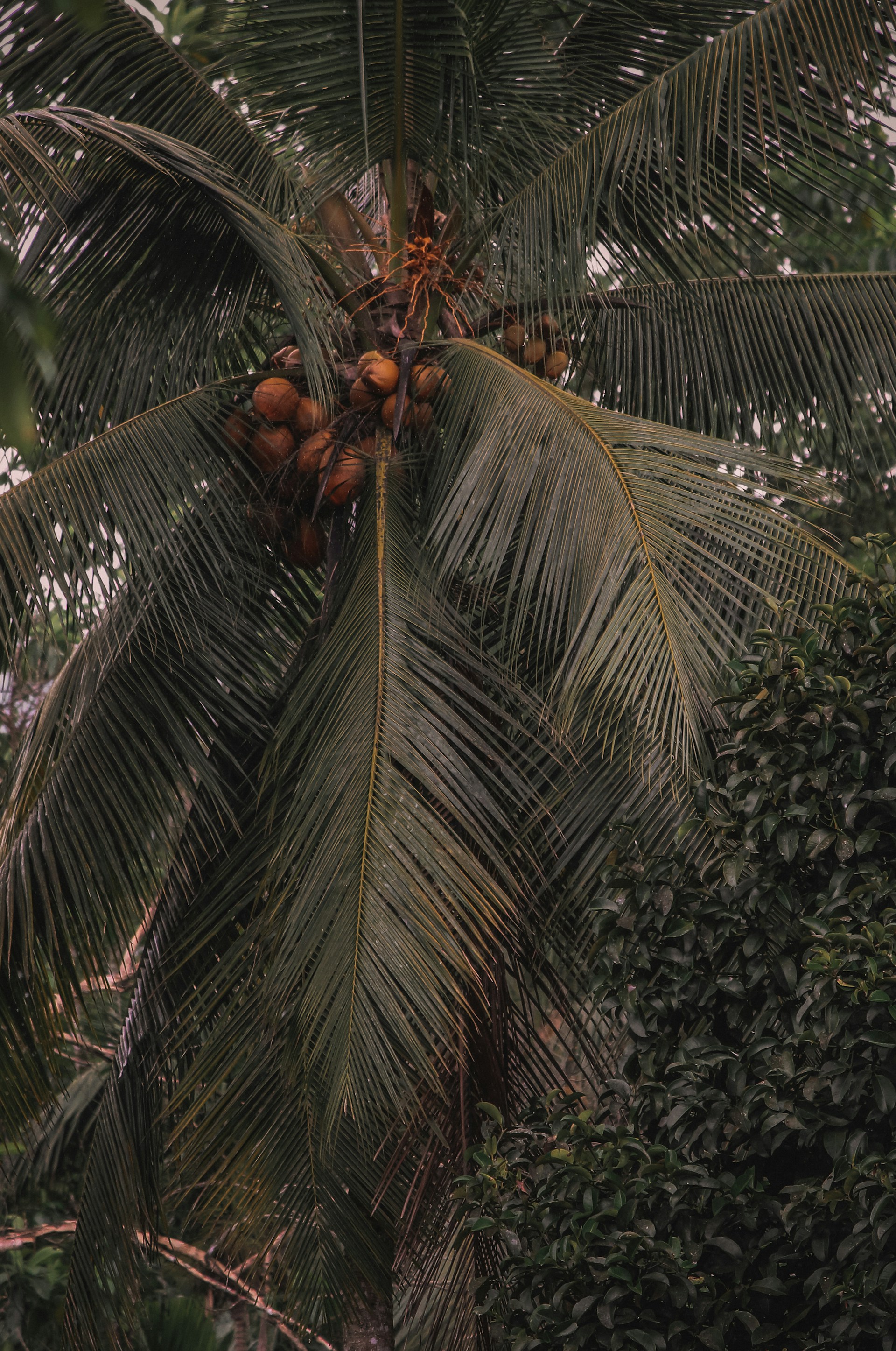 a palm tree with fruit