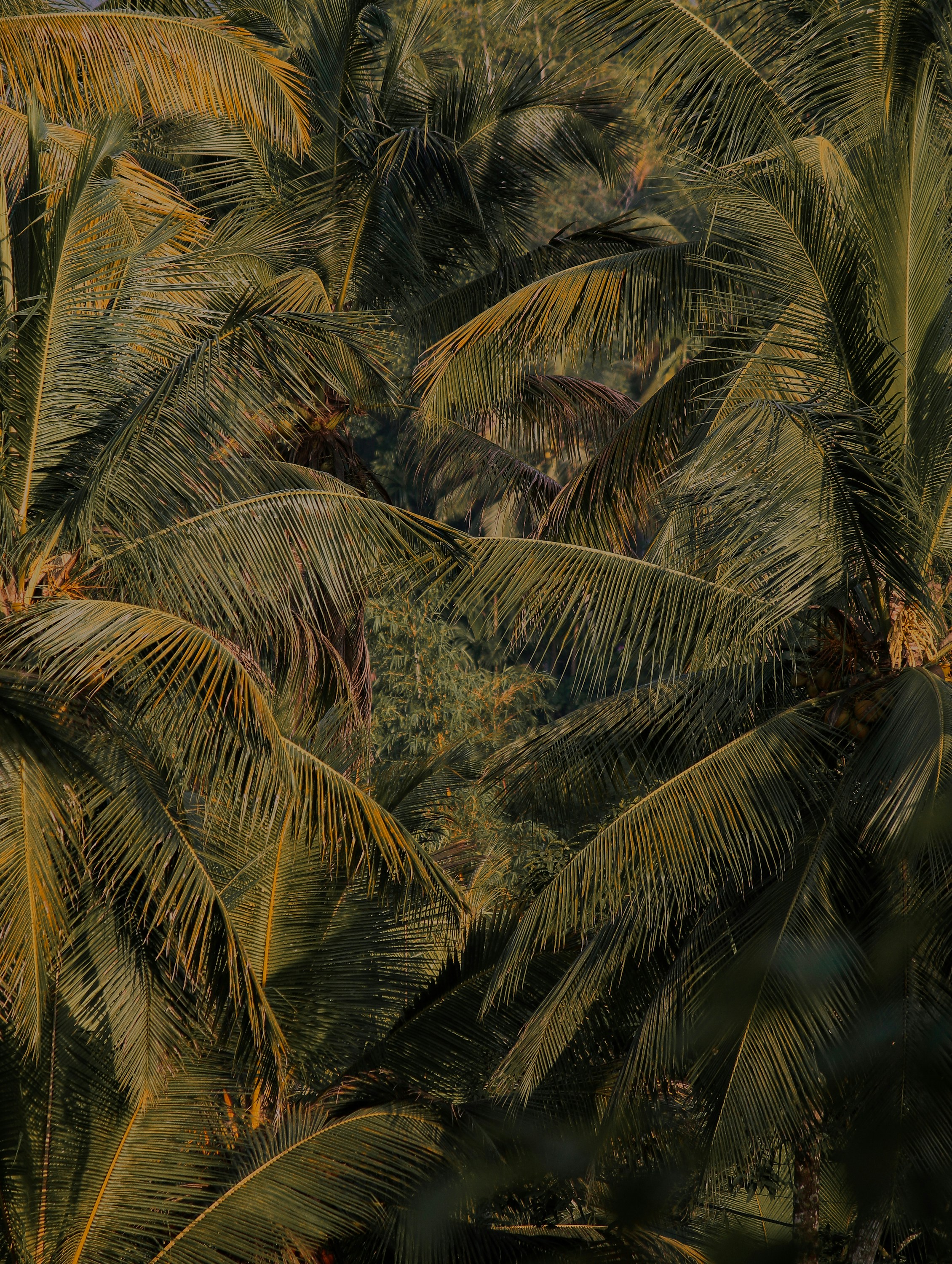 tropical rattan wallpaper, wallpaper, Affordable Tropical Pendant Lights for Entryway 4