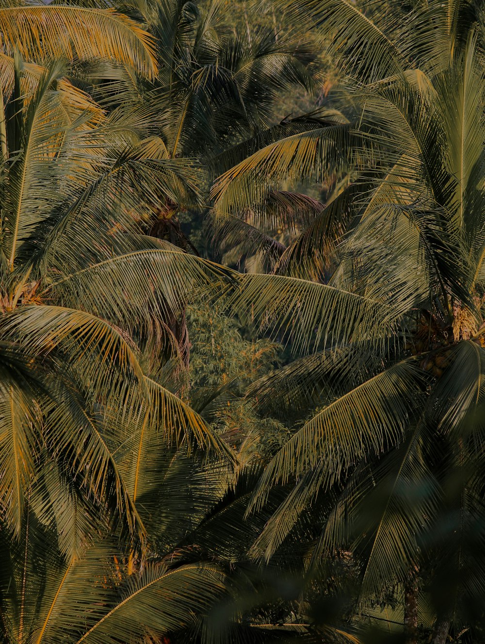 a group of palm trees