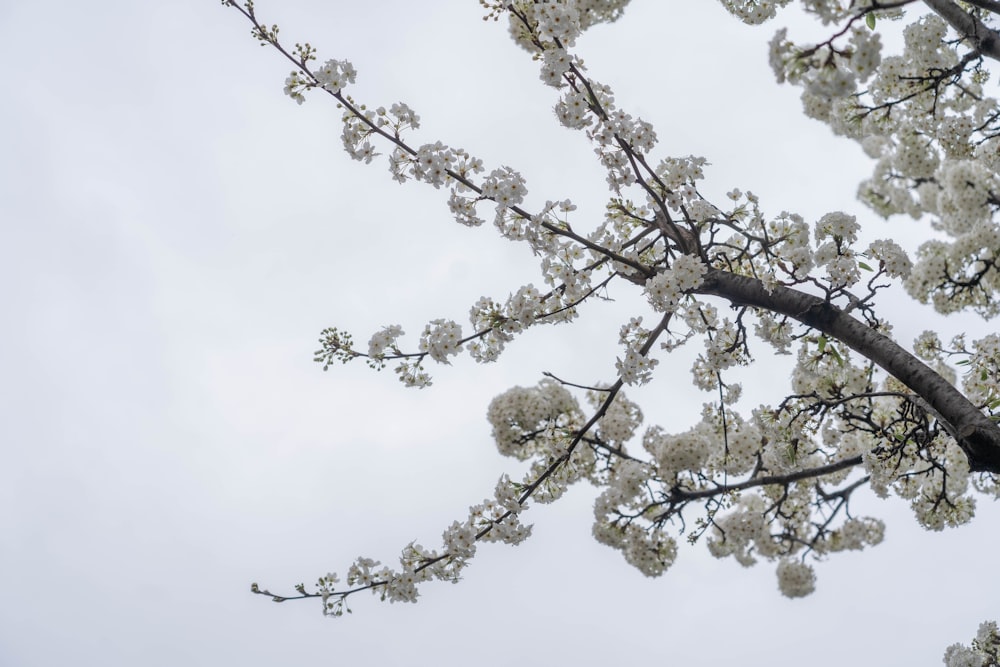 a tree with white flowers
