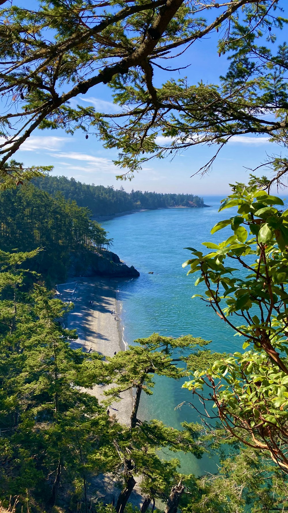 a body of water surrounded by trees