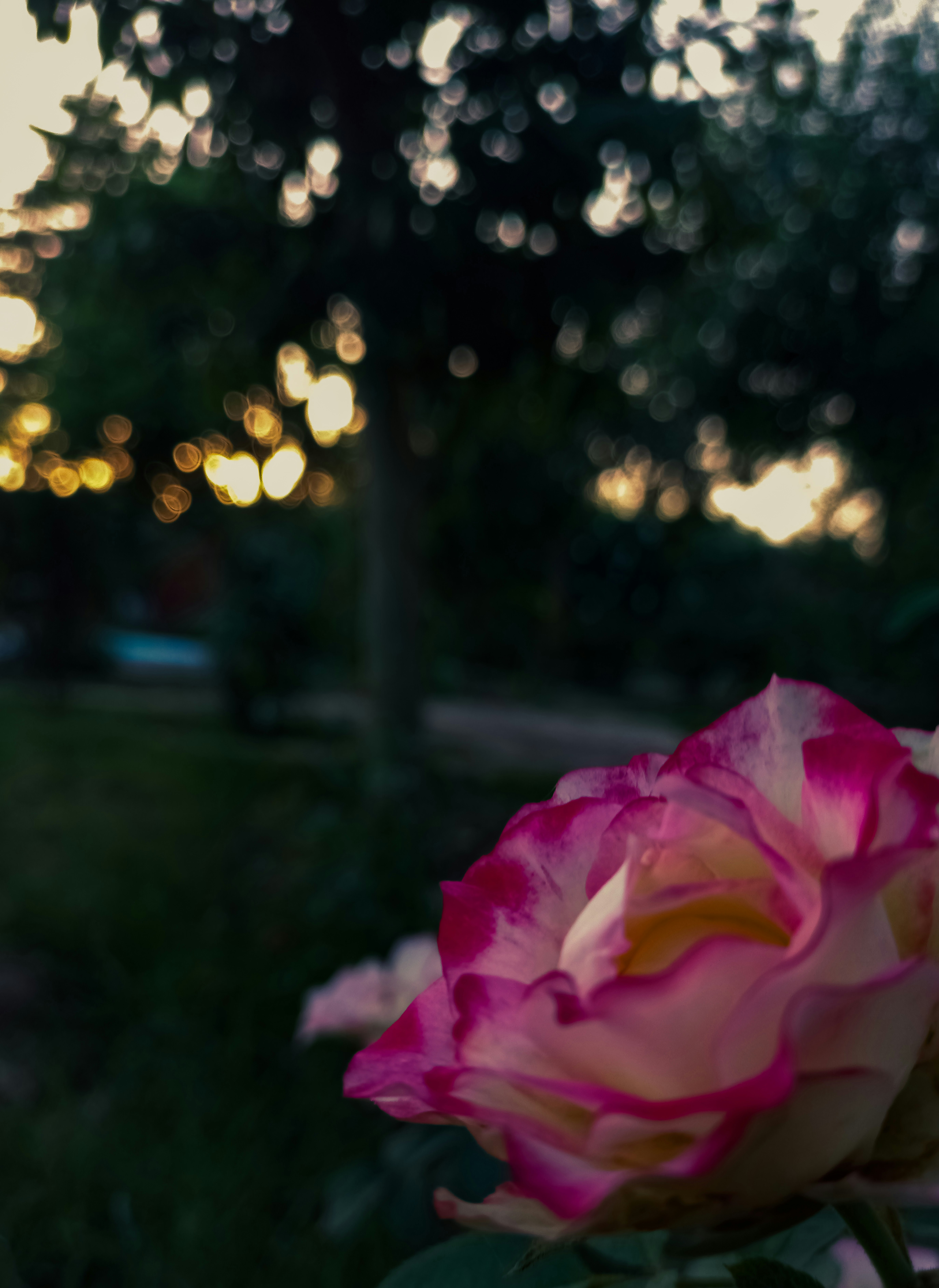 Photo by itxnazik13