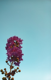 a purple flower with yellow center