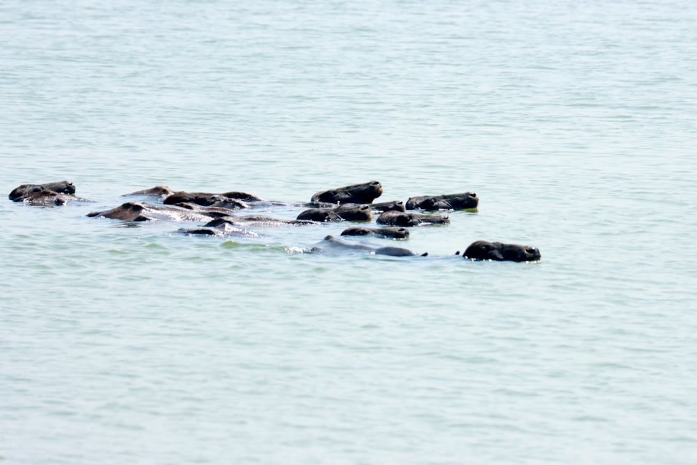 a group of animals swimming in water